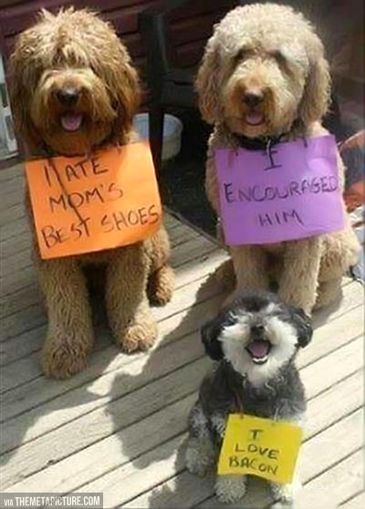 funny-dog-punishment-note
